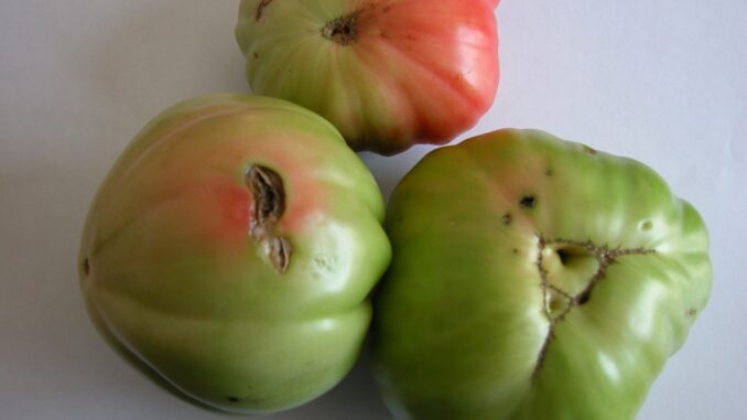 Pomodoro