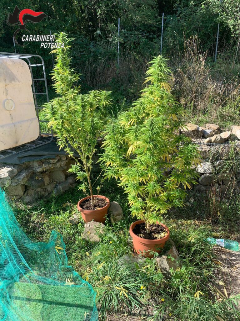 TRIVIGNO (PZ): CARABINIERI SCOPRONO COLTIVAZIONE DOMESTICA DI MARIJUANA. ARRESTATO RESIDENTE DEL LUOGO. coltivazione