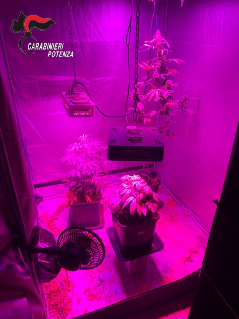 TRIVIGNO (PZ): CARABINIERI SCOPRONO COLTIVAZIONE DOMESTICA DI MARIJUANA. ARRESTATO RESIDENTE DEL LUOGO. coltivazione