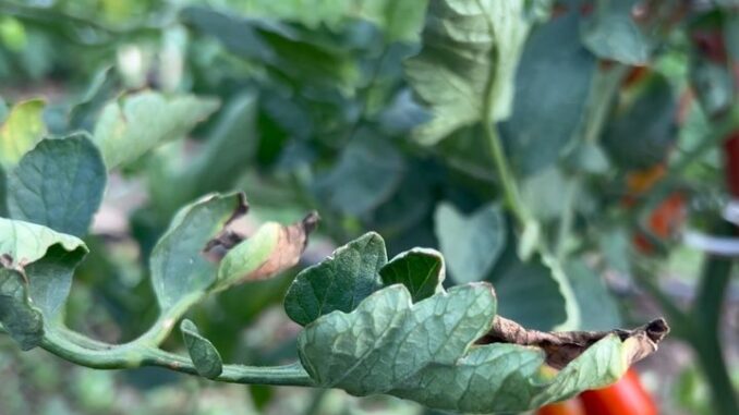 Peronospora su foglia pomodoro OK