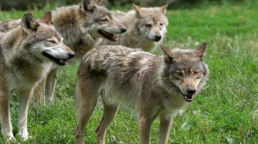 LUPO: COLDIRETTI, IN BASILICATA OGNI ANNO UCCISE MIGLIAIA DI PECORE, MUCCHE E CAVALLI cavalli,pecore,mucche