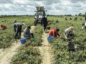 agricoltura