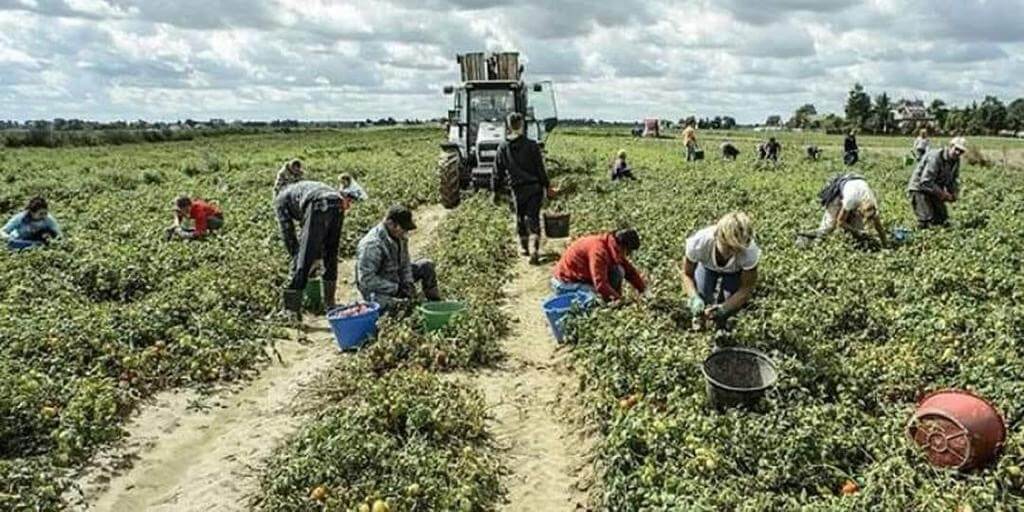 Lavoratori extracomunitari stagionali: Tortorelli (Uil), bene pdl Consiglio Regionale, adesso Governo affronti la questione dei flussi di ingresso tortorelli