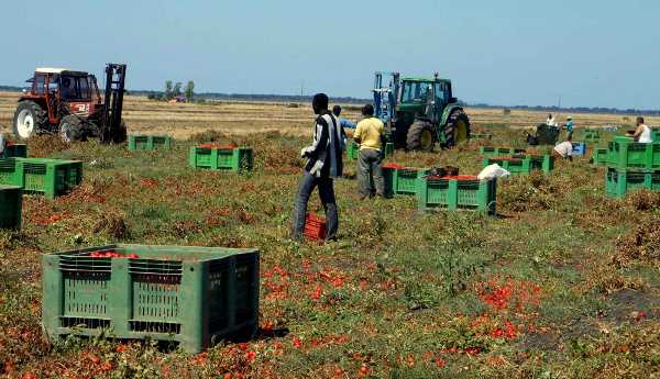 raccolta-pomodoro-migranti
