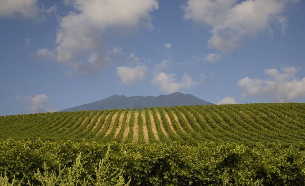 Agricoltori Venosa: nuovo riconoscimento per i viticoltori della Cantina Sociale di Venosa agricoltori