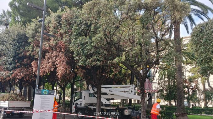 28-10-24 rimonda del secco sui lecci di piazza Umberto_ al lavoro squadre della multiservizi_1