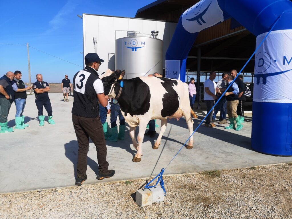 A Matera da tutta la Basilicata per il “Meeting degli allevatori di bovini da latte