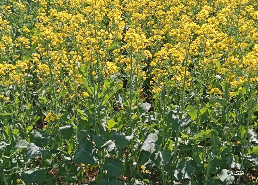 Progetto” Agri Hub Basilicata”, Avviso pubblico per prove dimostrative colza
