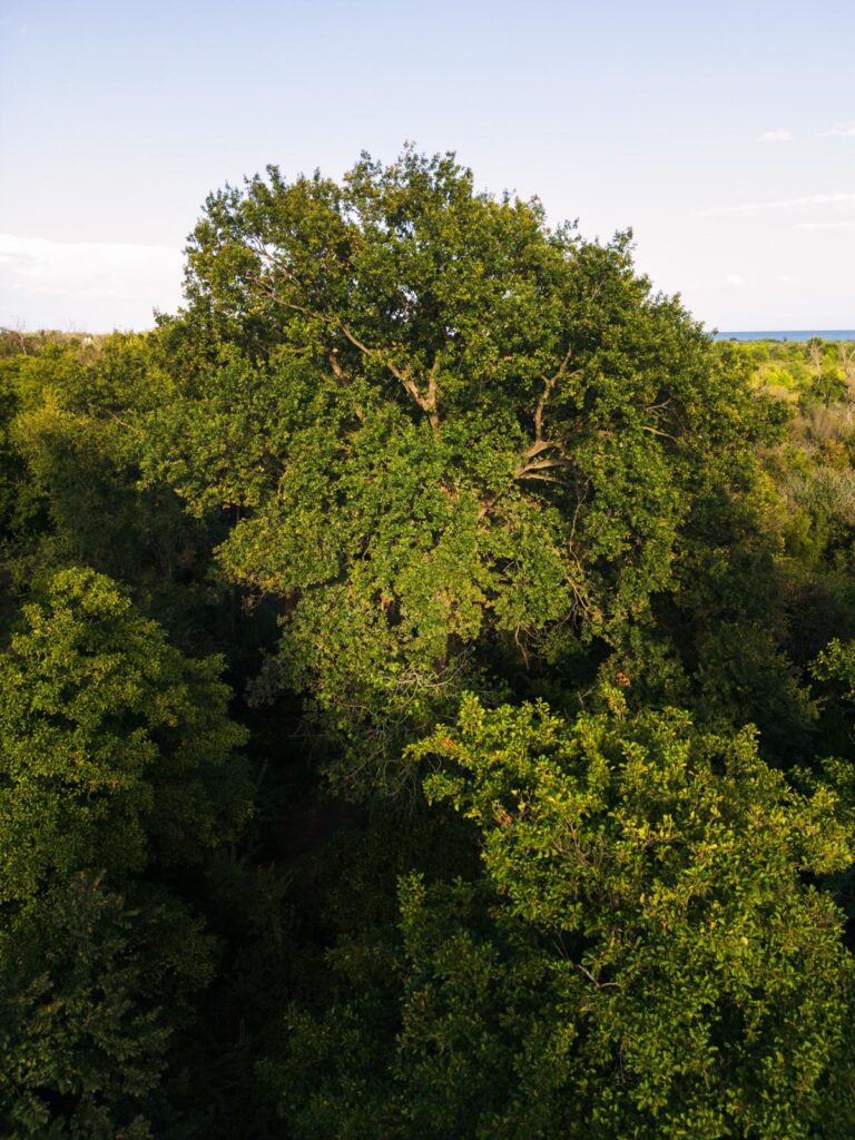Bilancio Attività "Ultima foresta incantata" foresta