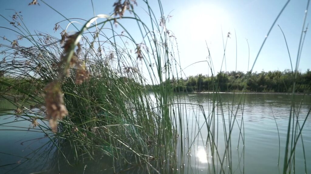 Il Bosco Pantano di Policoro: La Foresta Amazzonica lucana