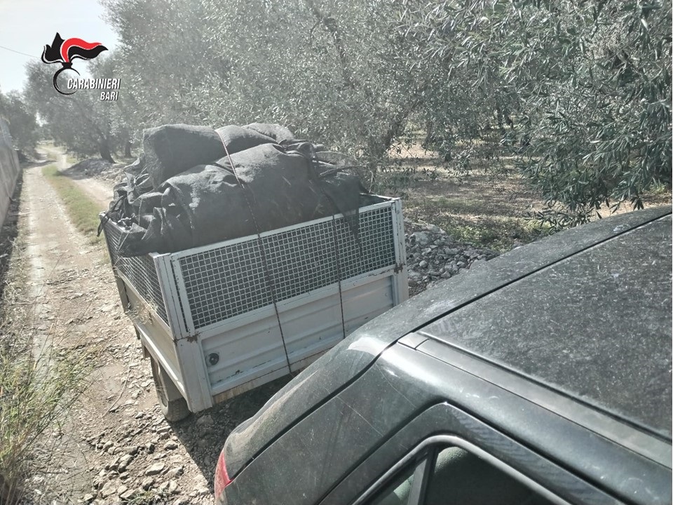 Terlizzi, Bitonto e Grumo Appula: Campagna olearia 2024-2025 - Contrasto al lavoro sommerso – 2 imprese individuali sospese e 3 imprenditori denunciati