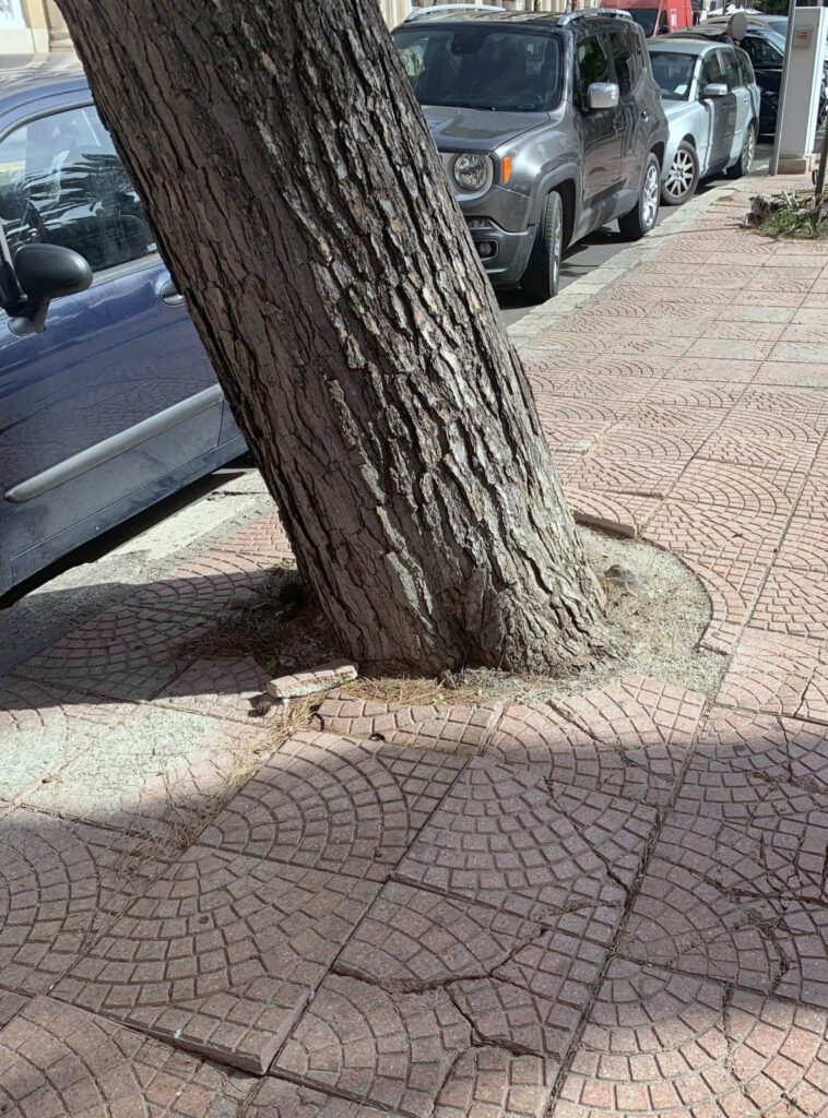 ABBATTIMENTO ALBERO PERICOLANTE