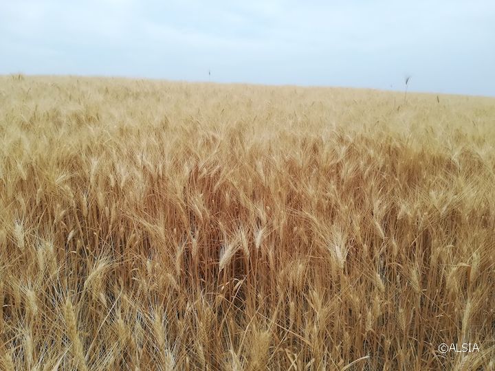 Seminario ALSIA sulla cerealicoltura conservativa