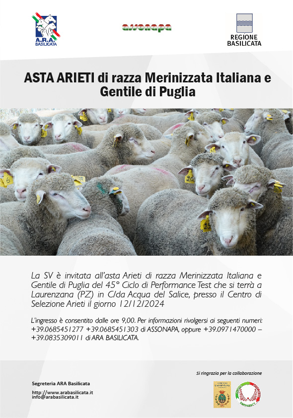 GIOVEDI' A LAURENZANA ASTA DEGLI ARIETI DI RAZZA MERINIZZATA ITALIANA E GENTILE DI PUGLIA E UN CONVEGNO SU"LA NUGLIA DI LAURENZANA - MANGIARE LOCALE PENSARE GLOBALE”