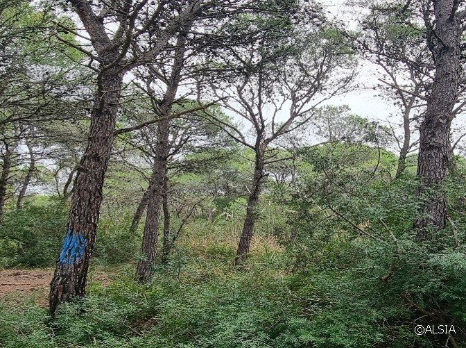 Gestione forestale: incontro ALSIA su superfici boschive della Costa Jonica