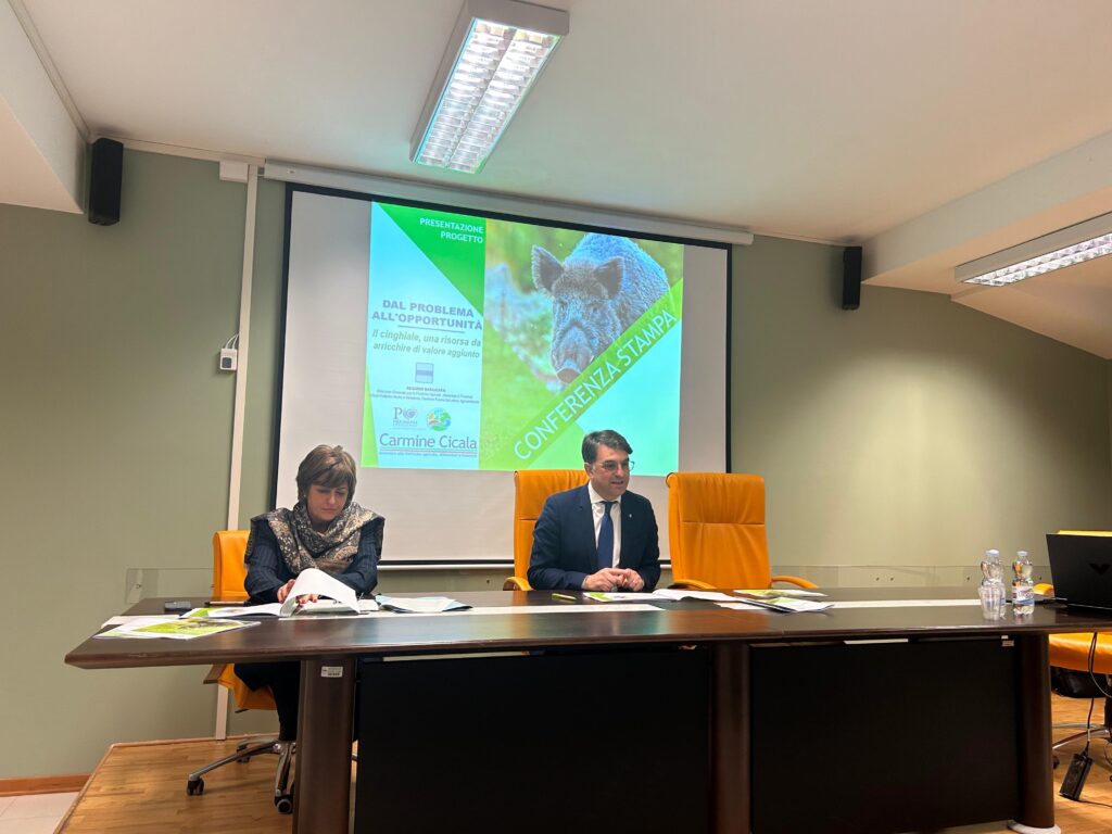 Cicala: diventa realtà la filiera del cinghiale