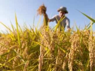 agricoltura