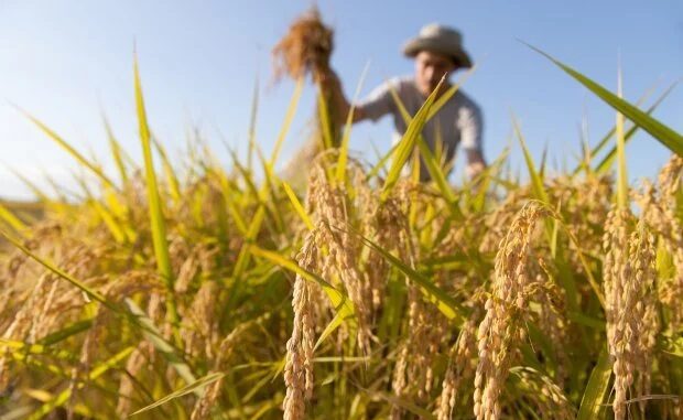Agricoltura