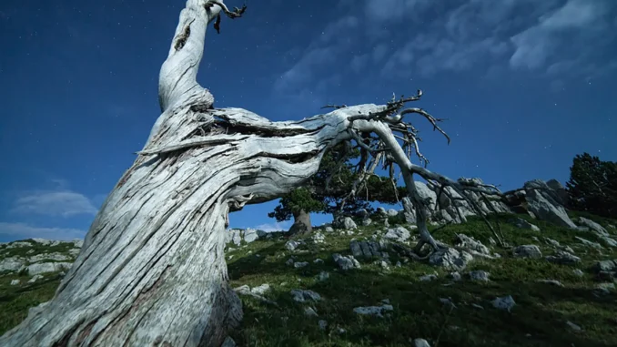 Parco-Nazionale-Pollino-Pino-loricato
