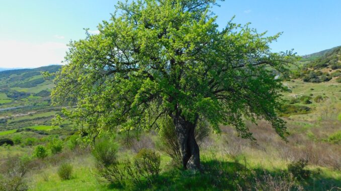 Attività Censimento alberi Ok