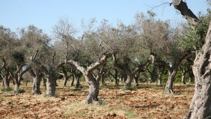 Cia Matera e Oprol: agricoltori ed olivicoltori di Matera e del Materano sono allarmati Ultime notizie Basilicata Matera Potenza Bari Foggia