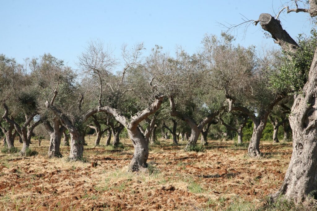 Cia Matera e Oprol: agricoltori ed olivicoltori di Matera e del Materano sono allarmati