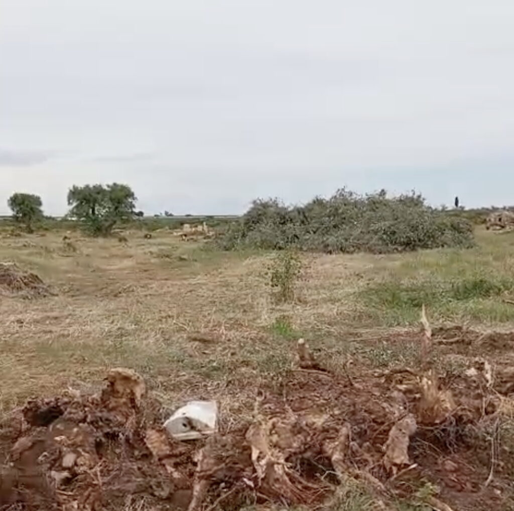 A Bitonto lo scempio di 2mila olivi espiantati per il fotovoltaico. Sicolo: “Vergogna!