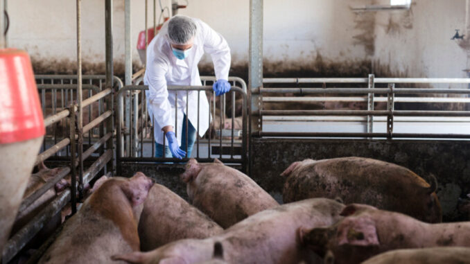 Veterinarian at pig farm observing livestock and checking their health.