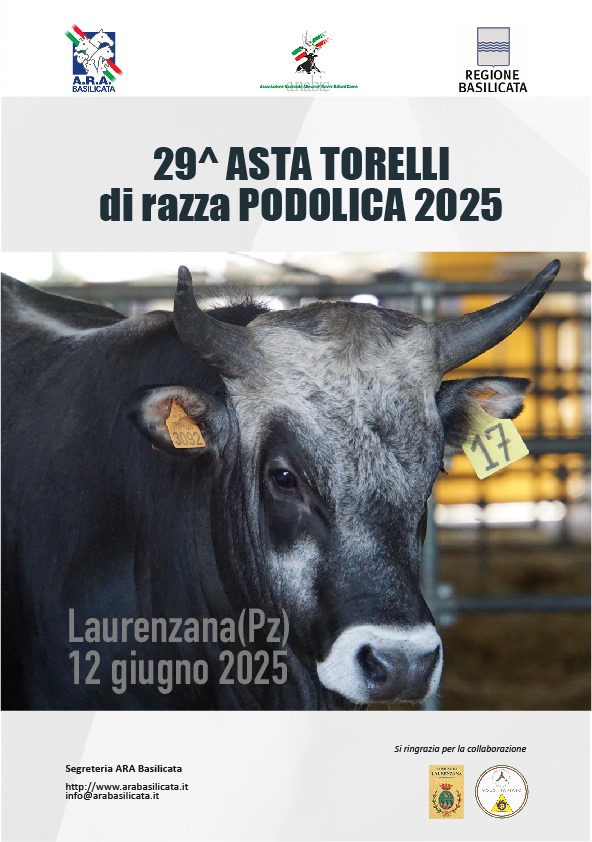 DOMANI A LAURENZANA L'ATTESA ASTA DEI TORELLI DI RAZZA PODOLICA